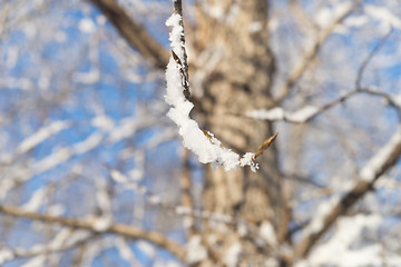 Image showing tree branch