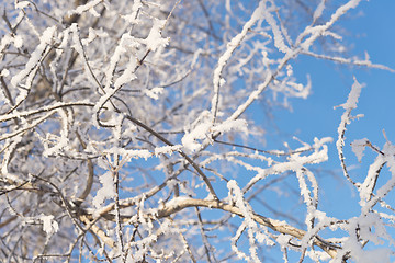 Image showing tree branch