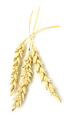 Image showing wheat ears