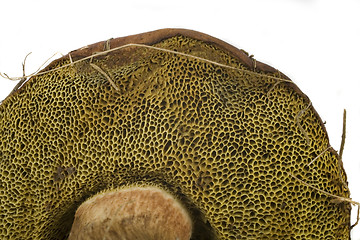 Image showing wilde mushroom