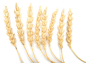 Image showing wheat ears