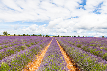 Image showing Lavander field