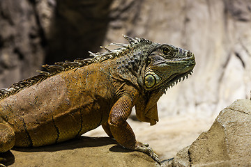 Image showing Green Iguana