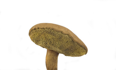 Image showing wilde mushroom
