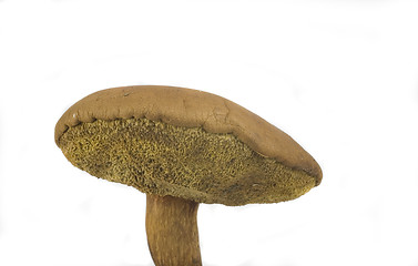 Image showing wilde mushroom