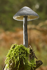 Image showing mushroom