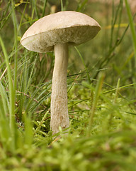 Image showing mushroom