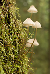 Image showing fungi