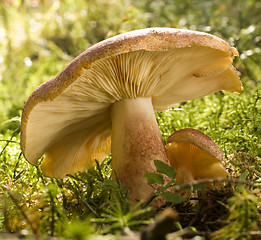 Image showing mushroom