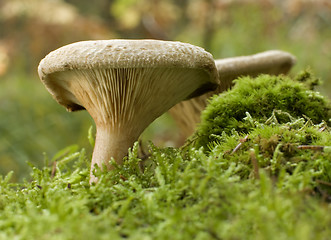 Image showing mushroom