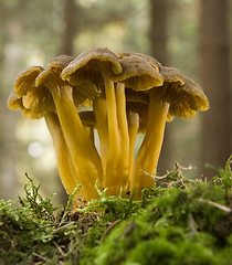 Image showing mushroom