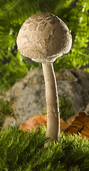 Image showing parasol