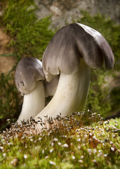 Image showing mushroom