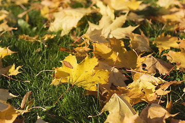 Image showing yellow autumn leaf