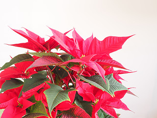 Image showing Poinsettia Christmas star