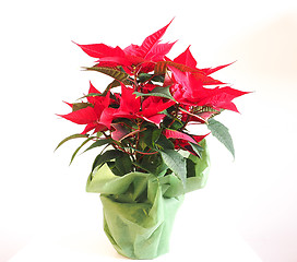 Image showing Poinsettia Christmas star