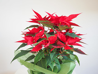 Image showing Poinsettia Christmas star