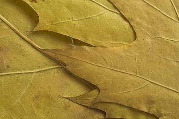 Image showing leaf background