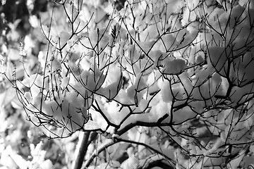 Image showing Snow on branches