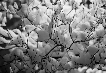 Image showing Snow on branches