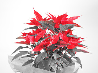 Image showing Poinsettia Christmas star