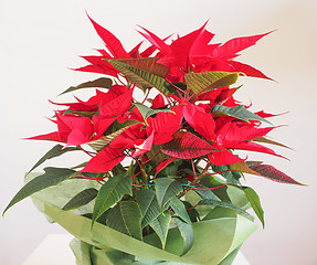 Image showing Poinsettia Christmas star