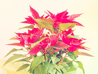 Image showing Poinsettia Christmas star