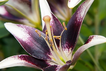 Image showing Black lily