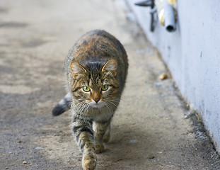 Image showing Cat walking