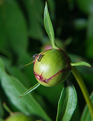 Image showing Peony flower in bud with ants