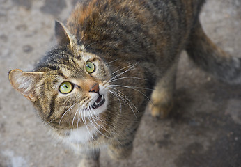 Image showing Cat meaw