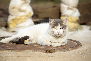 Image showing Cat resting on metal plate