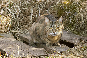 Image showing Serios cat portrait