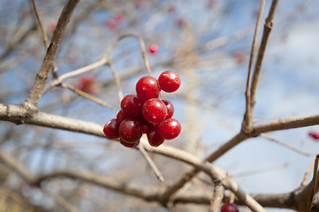 Image showing Kalina. Viburnum