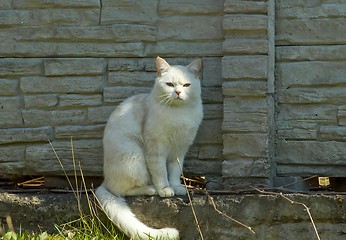 Image showing White cat near the fence