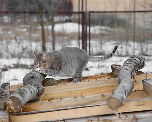 Image showing Cat sharpens nails