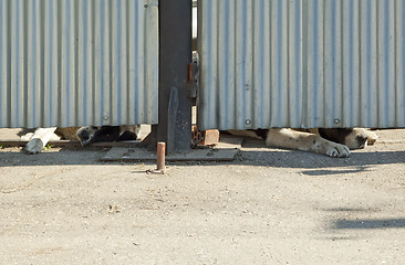 Image showing Two dogs resting and secure