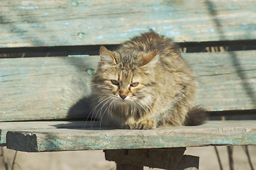 Image showing Cat sitting on a bench