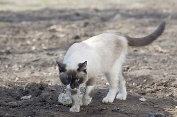 Image showing Walking siamese cat
