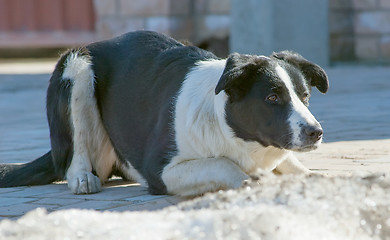 Image showing Angry dog