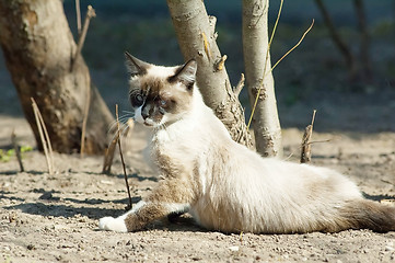 Image showing Posing siamese cat