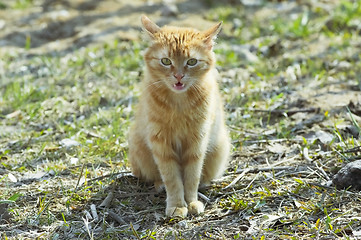 Image showing Red cat meaw