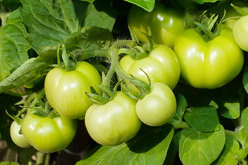 Image showing Branch of green tomatoes