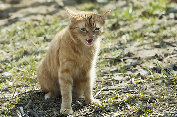 Image showing Red cat meaw