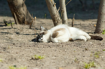 Image showing Funny lying cat