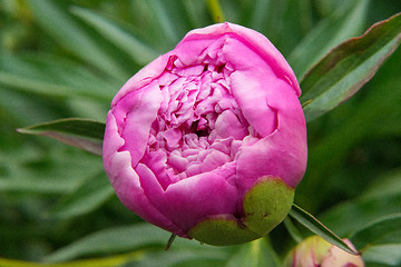 Image showing Peony flower in full bloom