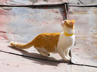 Image showing Red curious kitten