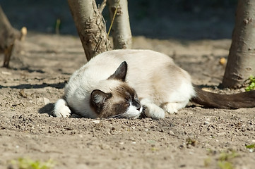 Image showing Funny sleeping cat