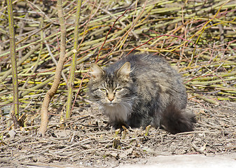 Image showing Serious cat look from a bush