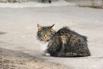 Image showing Cat portrait